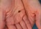 A close-up shot of a ladybug on woman palms