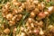 Close up shot of large bunch of onions on the market in Morocco