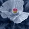 Close Up shot of a large gray poppy flower.