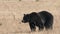 close up shot of a large grizzly bear approaching at yellowstone