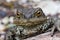 Close up shot of a large toad resting on a wooden trunk