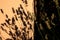 Close-up shot of lavender flowers dropping shadows on a wall