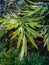 Close up shot of a leaf of Grevillea robusta, commonly known as the southern silky oak. Uttarakhand India