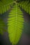 Close-up shot of the leaf of a mimosa pudica, also called sensitive plant, sleepy plant, action plant, touch-me-not or shameplant