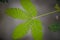 Close-up shot of the leaf of a mimosa pudica, also called sensitive plant, sleepy plant, action plant, touch-me-not or shameplant