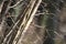 Close-up shot of leafless tree branches in a park