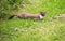 Close-up shot of a least weasel walking in the grass