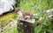 Close-up shot of a Least weasel on a wooden trunk