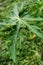 A close up shot of leaves of papaya tree. Plant is usually unbranched and has hollow stems and petioles. Leaves are palmately