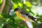 Close-up shot of a Lesser goldfinch perched on a tree branch in the forest