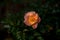 Close-up shot of a light pink rose flower in full bloom in a garden in North Carolina