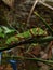 Close up shot of the lime butterfly caterpillar (papilio demoleus).