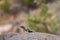 Close up shot of a lizard on the Hickman Bridge Trail of Capitol Reef National Park