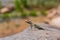 Close up shot of a lizard on the Hickman Bridge Trail of Capitol Reef National Park