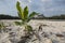 Close up shot of a lonely plant with large green leaves growing on a white sand beach with a rocky mountain, forest, ocean and