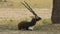 Close up shot of long horned adult male blackbuck or antilope cervicapra or an indian antelope at tal chhapar sanctuary rajasthan