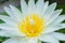 Close-up shot of lotus flowers in a lotus pond that always looks clean. blurring out the green background. raindrops on the petals