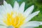 Close-up shot of lotus flowers in a lotus pond that always looks clean. blurring out the green background. raindrops on the petals