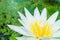 Close-up shot of lotus flowers in a lotus pond that always looks clean. blurring out the green background. raindrops on the petals