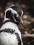 Close Up Shot of Magellan Penguin on Martillo Island in the Beagle Channel, Ushuaia, Tierra del Fuego, Argentina