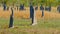 Close up shot of magnetic termite mounds at litchfield