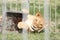 Close-up shot of a majestic lioness resting on the lush green grass behind the sturdy metal bars of her enclosure at a zoo or