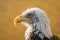 Close-up shot of a majestic Southern Bald Eagle  on a blurred background