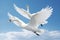 Close-Up Shot of Majestic Swans in Flight Above Tranquil Water Under a Clear Blue Sky