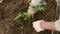 Close-up shot of a male gloved hand planting tomato seedlings in a garden bed.