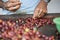 Close-up shot of male hands sorting the harvested coffee fruits before drying