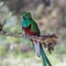 a close up shot of a of a male resplendent quetzal perched on a branch at a forest