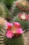 Close up shot of Mammillaria blossom