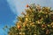 The close-up shot of a mandarin orange/clementine tree against the background of the blue somewhat cloudy sky under the warm