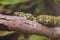 Close up shot of a Mangshan Pit Viper snake
