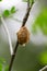 Close-up shot of Mantis Ootheca on a branch