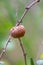 Close-up shot of Mantis Ootheca on a branch