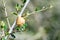 Close-up shot of Mantis Ootheca	on an olive tree branch