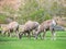 Close up shot of many Bighorn sheep eating grass in Hemenway Park