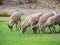 Close up shot of many Bighorn sheep eating grass in Hemenway Park