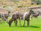 Close up shot of many Bighorn sheep eating grass in Hemenway Park