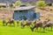 Close up shot of many Bighorn sheep eating grass in Hemenway Park
