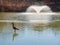 Close up shot of many Canada Geese standing by the semi frozen pond