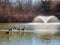Close up shot of many Canada Geese standing by the semi frozen pond