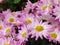 Close up shot of many chrysanthemum blossom