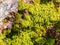 Close up shot of many Peat moss in Beavers Bend State Park