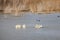 Close up shot of many Pelican catching fish in the lake