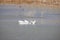 Close up shot of many Pelican catching fish in the lake