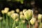 Close up shot of many tulip blossom
