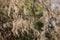 Close up shot of many Usnea Tincture hanging on the Oak Tree