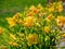 Close up shot of many wild flower blossom in Big bear lake area